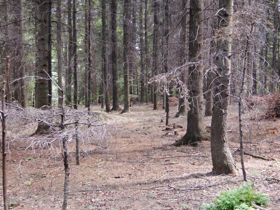 Зелёная туристическая тропа в ландшафтном парке Цёнжковице-Рожнув у Пяски-Дружкув
