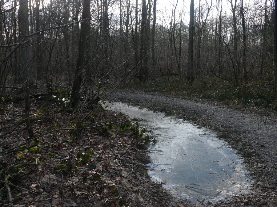 Лесной пейзаж в Ulvenhoutse bos рядом с Ульвенхаутом