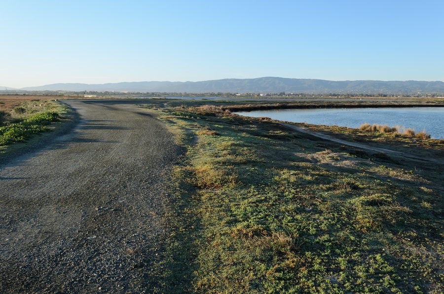 Заповедник Baylands Nature Preserve в Пало-Альто, Калифорния