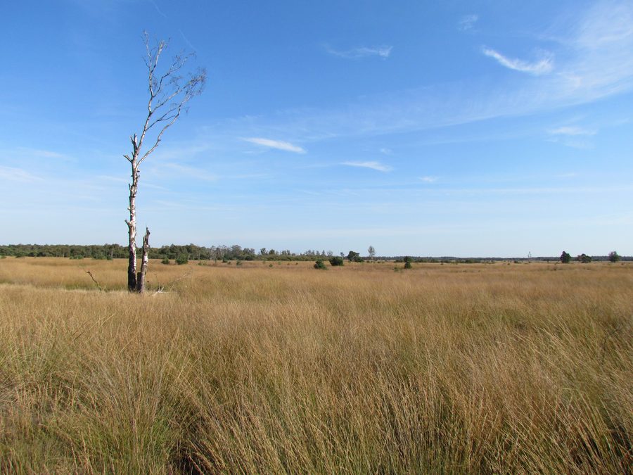 Ландшафт Strabrechtse Heide