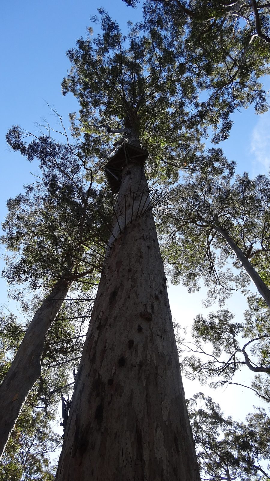 Дерево Gloucester Tree в национальном парке Gloucester возле Пембертона