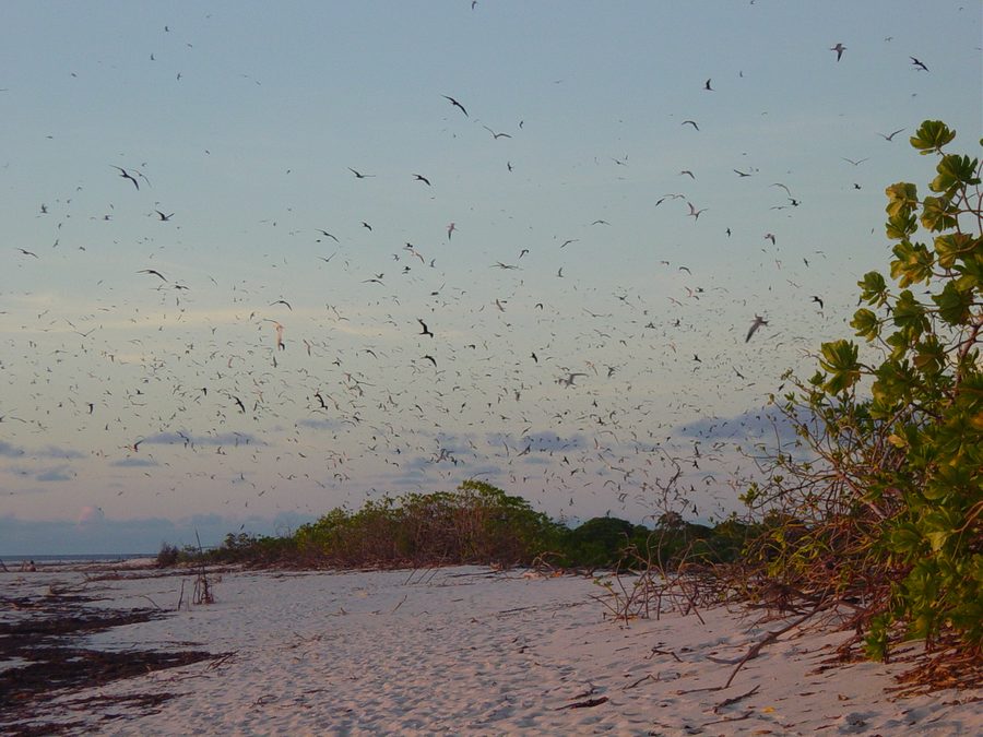 Птицы на Bird Island, Сейшелы
