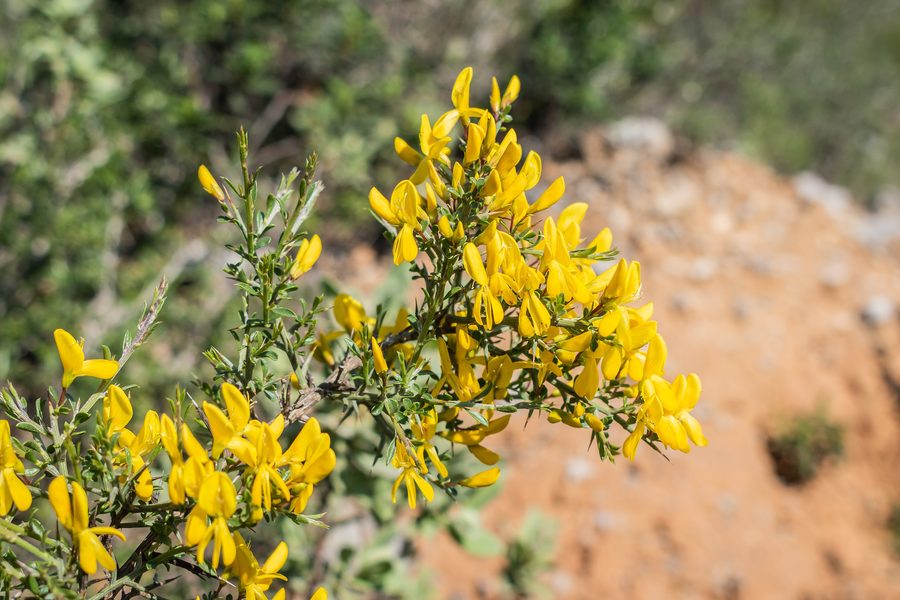 Genista scorpius в Massif de la Clape в Оде