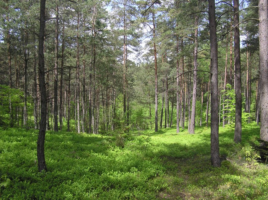 Кашубский ландшафтный парк в Згожале