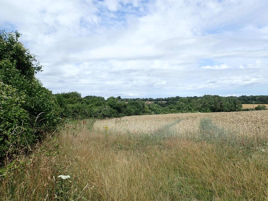 Вид с North Downs Way возле Shepherd's Well, показывающий холмистую сельскую местность