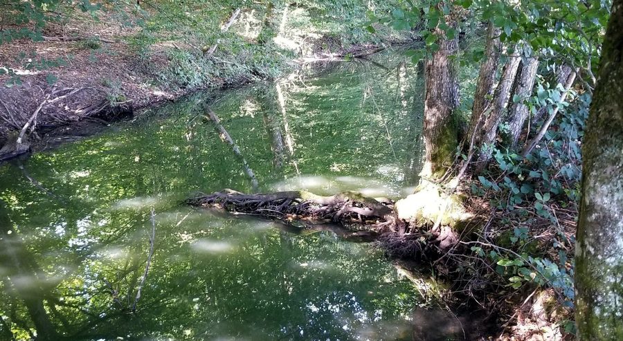 Ruisseau près de Cornée de Réchicourt в Parc naturel régional de Lorraine bei Gondrexange