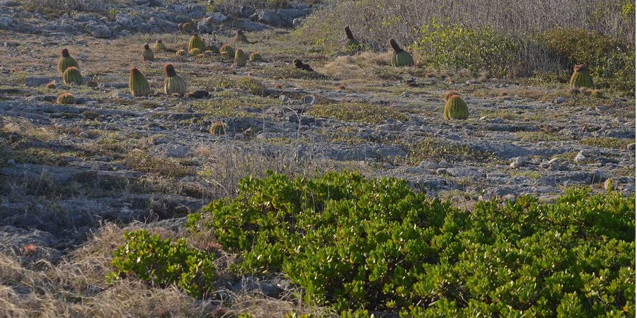 Сухой лес в Guánica State Forest в Пуэрто-Рико