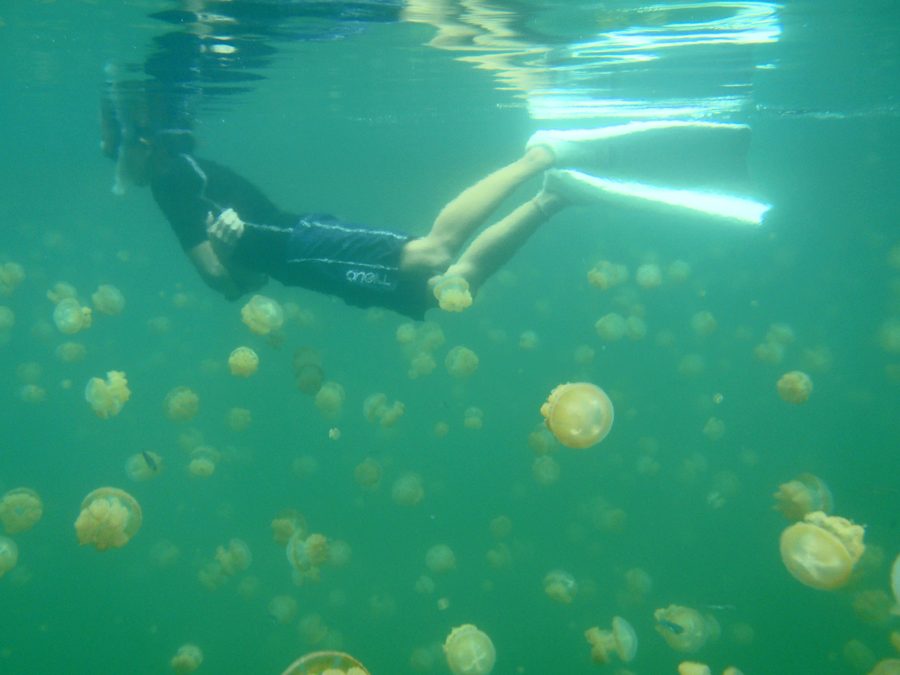 Сноркелинг с медузами в Jellyfish Lake на Палау