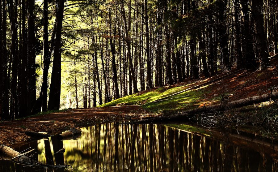 Лесной ландшафт в Kuitpo Forest в Южной Австралии