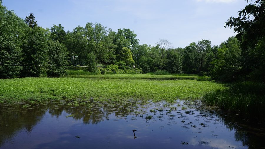 Природная территория Centreville Conservation Area в Онтарио