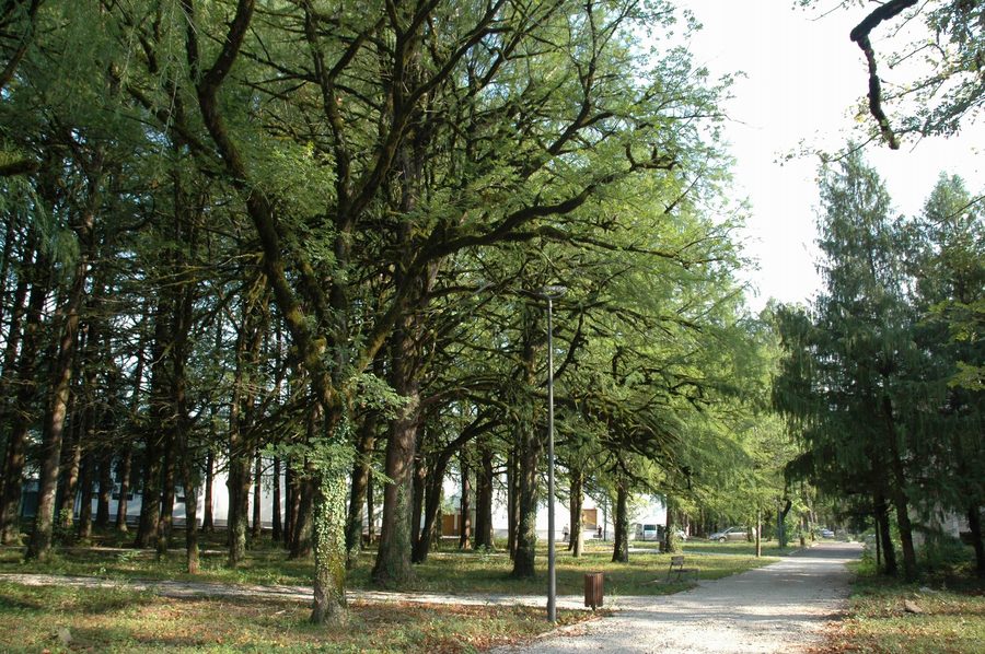 Дорожка через густо озеленённый центральный парк Цхалтубо